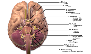 Cranial nerves.