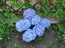 Didžialapė hortenzija (Hydrangea macrophylla)