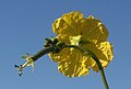 Luffa cyllindrica. Flores,