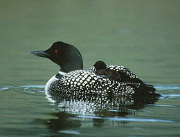 Ledinis naras (Gavia immer)