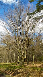 Imposanter Baum im höchsten Bereich des FFH-Gebietes