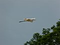 Grande aigrette en vol (Sabah, Malaisie).