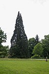 Mammutbaum (Sequoiadendron giganteum)