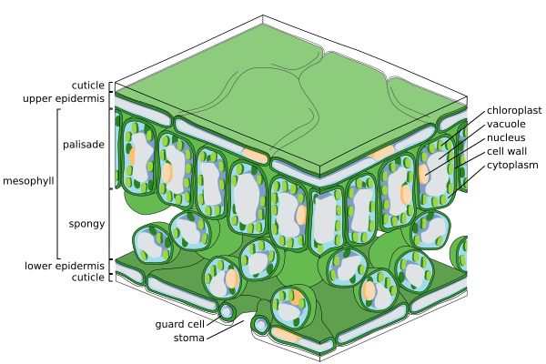 Fine scale diagram of leaf structure