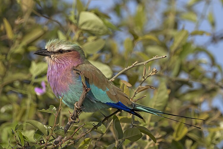 Сиреневогрудая сизоворонка (Coracias caudatus)