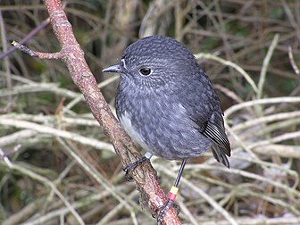 Un miro de Garnot (Petroica longipes, nom māori : toutouwai) de l’île du Nord de Nouvelle-Zélande. Cet oiseau a été bagué dans le cadre d’un programme de réintroduction de l’espèce à Wellington. Photo prise dans le Sanctuaire animalier de Karori, une zone protégée des prédateurs par une barrière (dont le reflet est visible dans l’œil de l’oiseau). (définition réelle 2 178 × 1 634*)