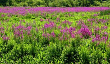 Lythrum salicaria