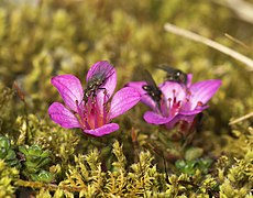 Saxifraga purpurie (Saxifraga oppositifolia)