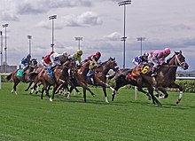 Horses running a grass race track