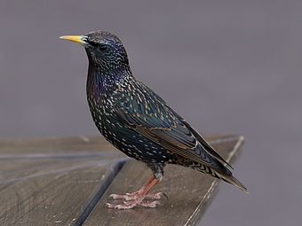 Graur (Sturnus vulgaris)