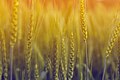 Image 9Although rice is the staple food of Bangladesh, wheat holds an important position is a summplementary staple corp. The image was captured in a wheat field in the Natore District. Photo Credit: Jubair1985