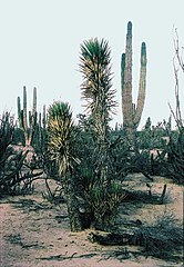 Yucca valida