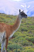 Guanaco (Lama guanicoe ou Lama glama guanicoe)