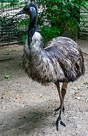 Emu