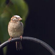 Un Moineau domestique femelle leucique