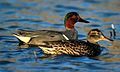 Green-winged Teal