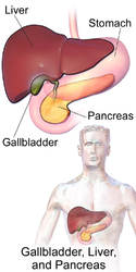 Gallbladder, liver and pancreas