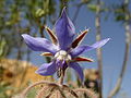 Trivialname (Borago officinalis)