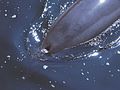 Az egy lyukból álló palackorrú delfin (Tursiops truncatus) orrnyílása