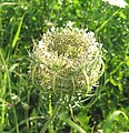 Infrutescence de Daucus carota