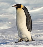 Un manchot empereur (Aptenodytes forsteri) adulte en Terre Adélie.