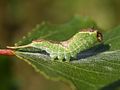 Larva de Furcula bifida