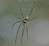 Golden orb-weaver spider