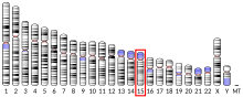 Ideogram human chromosome 15.svg