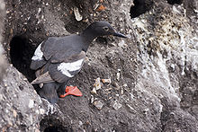 A black bird with white spot on wings stands on a cliff nest to a hole