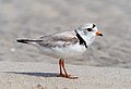 Image 69Piping plover in Queens