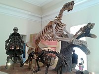 Esqueletos de preguiças-gigantes (Glossotherium e Eremotherium laurillardi e um felídeo-dente-de-sabre (Smilodon populator).