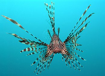 Rascasse volante (Pterois volitans) à Célèbes en Indonésie. (définition réelle 3 182 × 2 305)