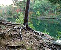 Image 17A young red pine (Pinus resinosa) with spread of roots visible, as a result of soil erosion (from Tree)