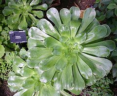 Aeonium undulatum