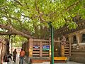 The Bodhi Tree in Bodhgaya