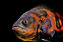 Astronotus ocellatus (Oscar).