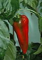 Capsicum annuum 'Beaver Dam'