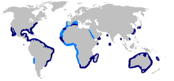 Registro de tiburones areneros confirmado (azul oscuro) y supuesto (azul claro)[2]​