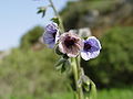 Kretische Hundszunge (Cynoglossum creticum)