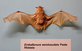 Emballonura semicaudata