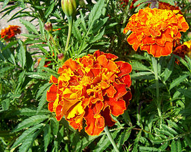 Tagetes patula (Marigold)