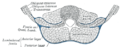 Diagrama d'una secció transversal de la paret abdominal posterior amb la fàscia lumbodorsal.