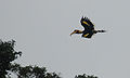 Great hornbill