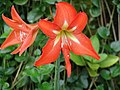 ジャガタラズイセン Hippeastrum reginae　(江戸時代に渡来したアマリリス）