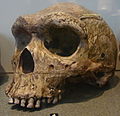Fosilizirana lubanja Homo rhodesiensisa