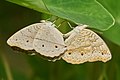 23. A tarkalepkefélék (Nymphalidae) családjába tartozó Junonia atlites (Kadavúr, India) (javítás)/(csere)