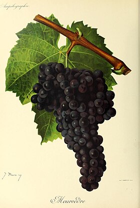 Mourvèdre