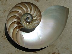 Espiral logarítmica de crescimento da concha de um náutilo