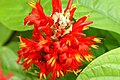 Pachystachys coccinea