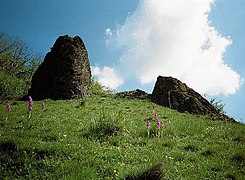 Bjergeng med Tyndakset gøgeurt i Høje Rhön